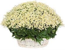 Цветочная композиция из Ромашки в корзине #REPLACE_PRED# Прасковее